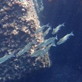 Sottocosta …a cura di Ghjuvan Pasquale Sottocosta …a cura di Ghjuvan Pasquale