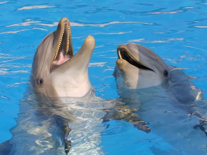 Delfini senza casa: Beauval si arrende, la Francia perde la sua ultima speranza Delfini senza casa: Beauval si arrende, la Francia perde la sua ultima speranza