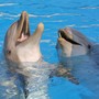 Delfini senza casa: Beauval si arrende, la Francia perde la sua ultima speranza Delfini senza casa: Beauval si arrende, la Francia perde la sua ultima speranza