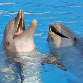 Delfini senza casa: Beauval si arrende, la Francia perde la sua ultima speranza Delfini senza casa: Beauval si arrende, la Francia perde la sua ultima speranza