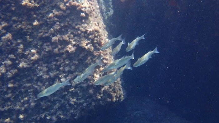 Sottocosta …a cura di Ghjuvan Pasquale Sottocosta …a cura di Ghjuvan Pasquale