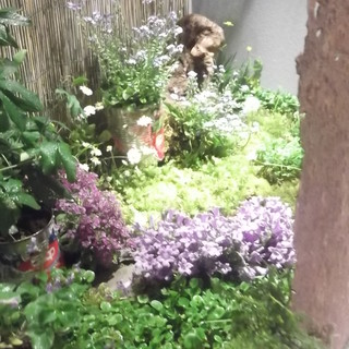 Montecarlo, speciale concorso bouquet: il giardino segreto di Eridana Romano