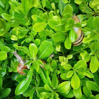 "Dopo la pioggia" di Robert Benassaya