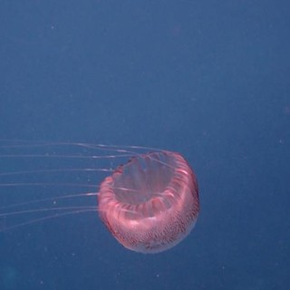 Sottocosta …a cura di Ghjuvan Pasquale