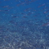 Sottocosta …a cura di Ghjuvan Pasquale Sottocosta …a cura di Ghjuvan Pasquale