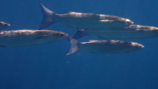 Sottocosta …a cura di Ghjuvan Pasquale Sottocosta …a cura di Ghjuvan Pasquale