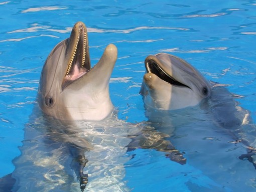 Delfini senza casa: Beauval si arrende, la Francia perde la sua ultima speranza Delfini senza casa: Beauval si arrende, la Francia perde la sua ultima speranza