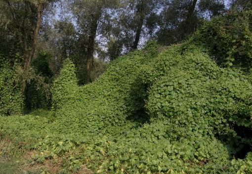 Photo copyright www.actaplantarum.org