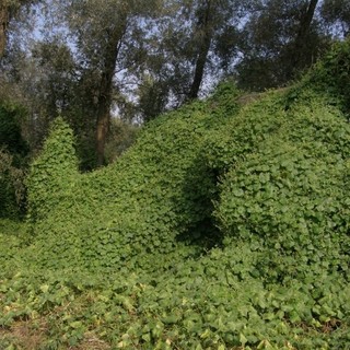 Photo copyright www.actaplantarum.org
