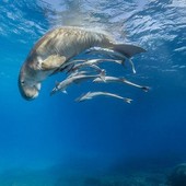 &quot;Fragile Ocean&quot;, le fotografie subacquee di Hussain Aga Khan