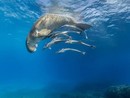 "Fragile Ocean", le fotografie subacquee di Hussain Aga Khan