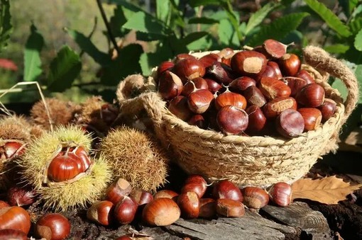 Foto: © Conservatoire de la Châtaigne de la Roya