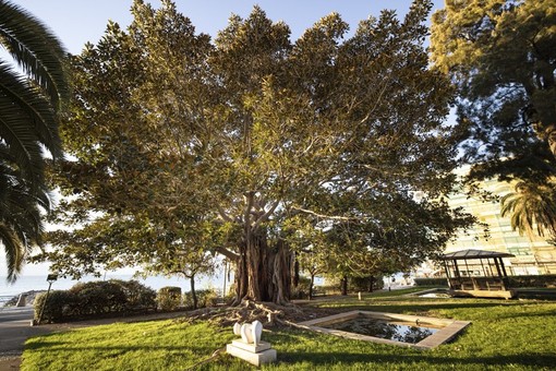Il Ficus Macrophylla di Menton Il Ficus Macrophylla di Menton