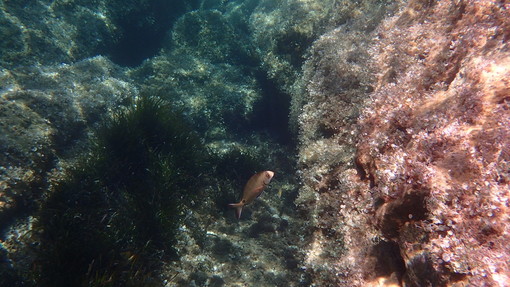 Sottocosta …a cura di Ghjuvan Pasquale Sottocosta …a cura di Ghjuvan Pasquale