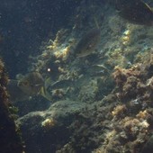 Sottocosta …a cura di Ghjuvan Pasquale