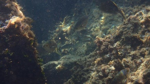 Sottocosta …a cura di Ghjuvan Pasquale Sottocosta …a cura di Ghjuvan Pasquale