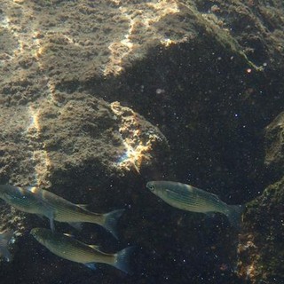 Sottocosta …a cura di Ghjuvan Pasquale