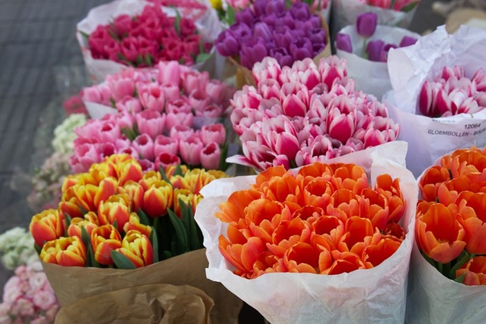 Cannes in fiore: torna Flore Passion, il grande weekend dedicato al verde