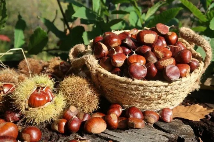 Foto: © Conservatoire de la Châtaigne de la Roya