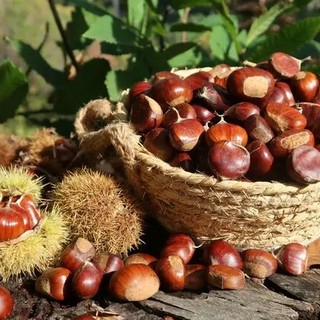 Foto: © Conservatoire de la Châtaigne de la Roya