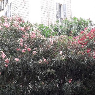 Fioriture, foto di Nicole Geron