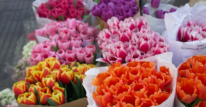 Cannes in fiore: torna Flore Passion, il grande weekend dedicato al verde