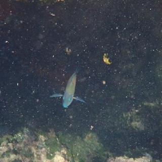 Sottocosta …a cura di Ghjuvan Pasquale