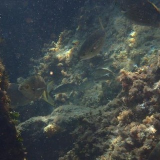 Sottocosta …a cura di Ghjuvan Pasquale