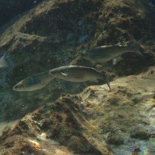 Sottocosta …a cura di Ghjuvan Pasquale