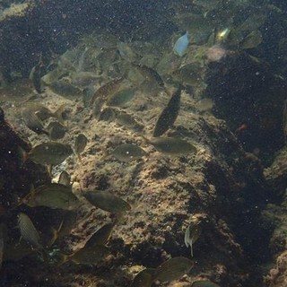 Sottocosta …a cura di Ghjuvan Pasquale