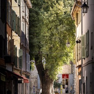 Vence, il &quot;famoso&quot; frassino simbolo della città