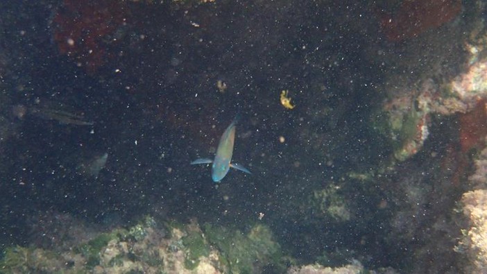 Sottocosta …a cura di Ghjuvan Pasquale