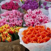 Cannes in fiore: torna Flore Passion, il grande weekend dedicato al verde