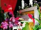 Festival delle Orchidee, a Menton - Fotografie di Luisella Cappio