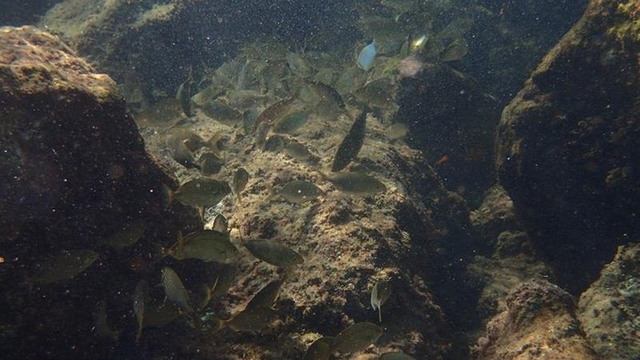 Sottocosta …a cura di Ghjuvan Pasquale