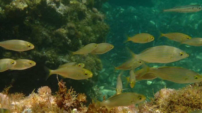 Sottocosta …a cura di Ghjuvan Pasquale