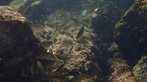 Sottocosta …a cura di Ghjuvan Pasquale