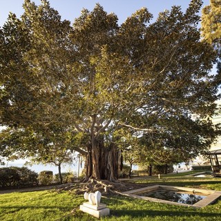 Il Ficus Macrophylla di Menton