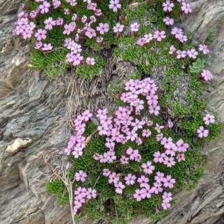 "Fiori di Montagna", fotografie di Guglielmo Talarico