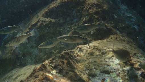 Sottocosta …a cura di Ghjuvan Pasquale Sottocosta …a cura di Ghjuvan Pasquale