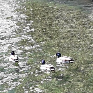 "Passeggiata rilassante" di Nicole Geron