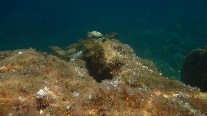 Sottocosta …a cura di Ghjuvan Pasquale Sottocosta …a cura di Ghjuvan Pasquale