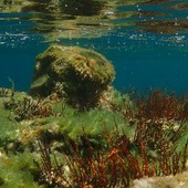 Sottocosta …a cura di Ghjuvan Pasquale