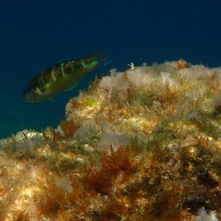 Sottocosta …a cura di Ghjuvan Pasquale