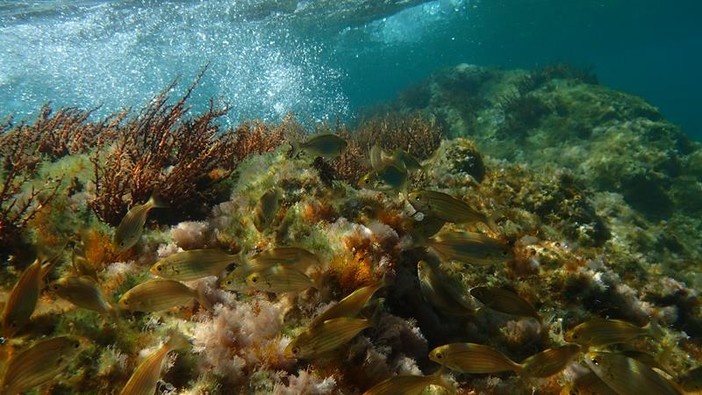 Sottocosta …a cura di Ghjuvan Pasquale Sottocosta …a cura di Ghjuvan Pasquale