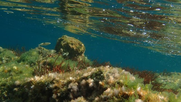 Sottocosta …a cura di Ghjuvan Pasquale Sottocosta …a cura di Ghjuvan Pasquale