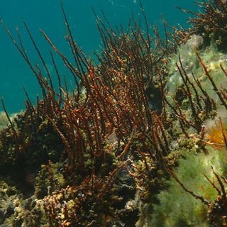 Sottocosta …a cura di Ghjuvan Pasquale