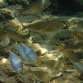 Sottocosta …a cura di Ghjuvan Pasquale