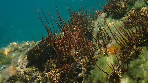 Sottocosta …a cura di Ghjuvan Pasquale