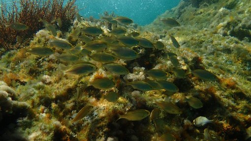 Sottocosta …a cura di Ghjuvan Pasquale